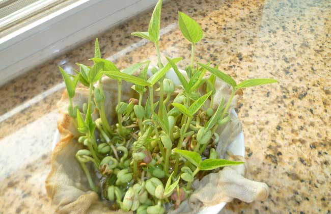 绿豆发芽了还能吃吗?