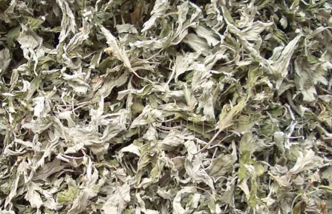 艾叶的食用禁忌